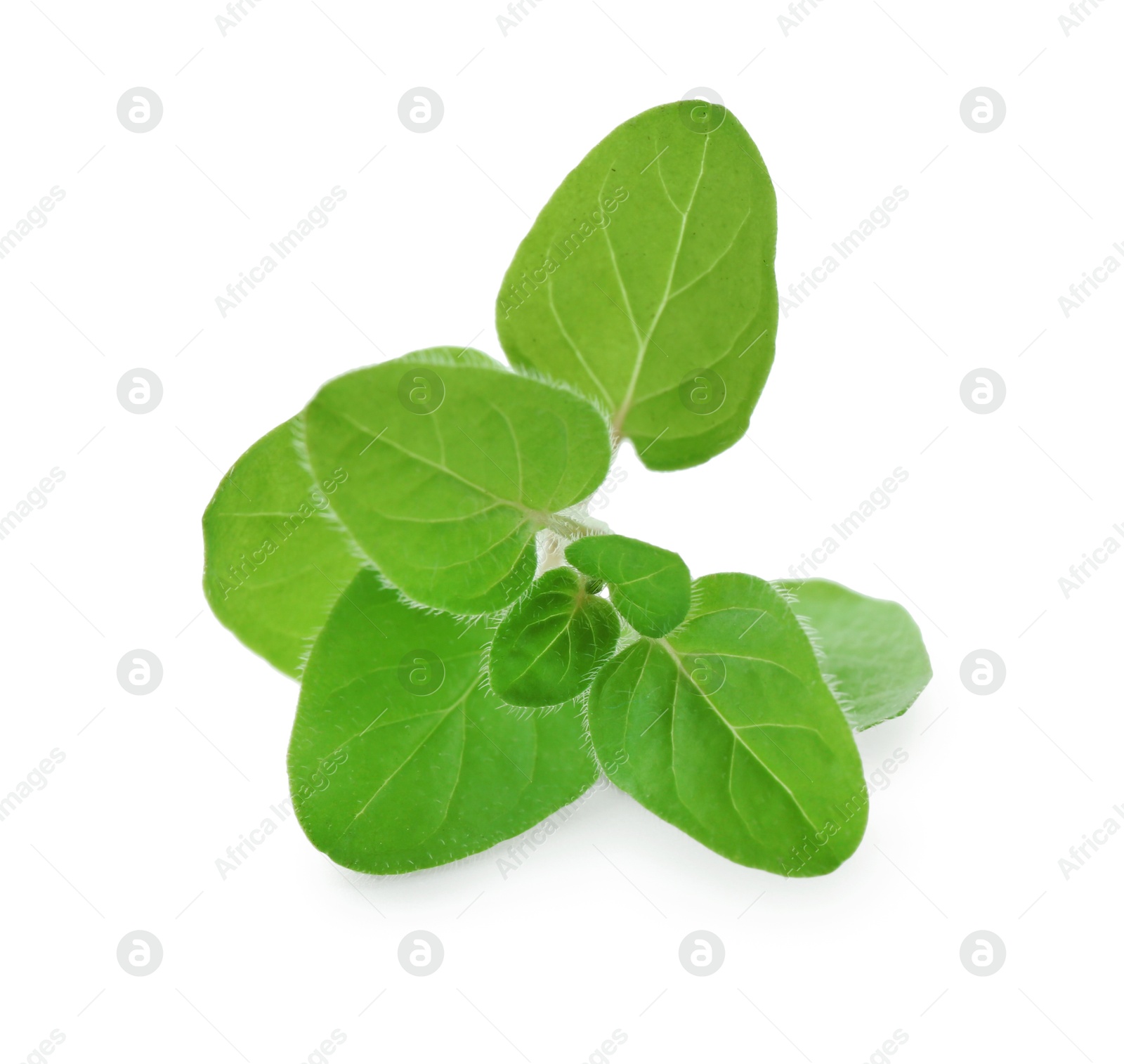 Photo of Sprig of fresh green oregano isolated on white