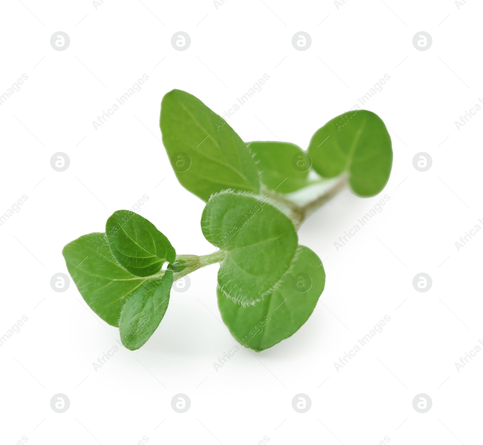 Photo of Sprig of fresh green oregano isolated on white