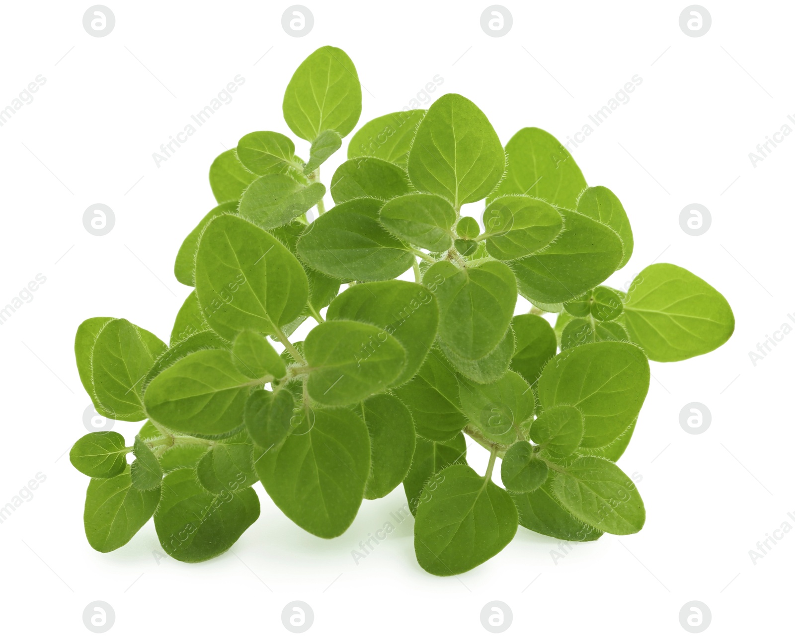 Photo of Sprigs of fresh green oregano isolated on white