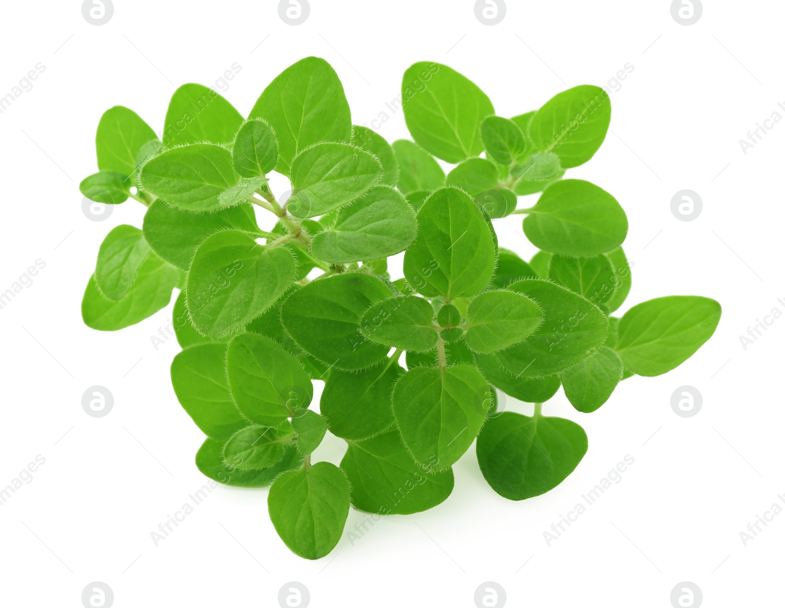 Photo of Sprigs of fresh green oregano isolated on white