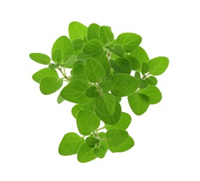 Photo of Sprigs of fresh green oregano isolated on white