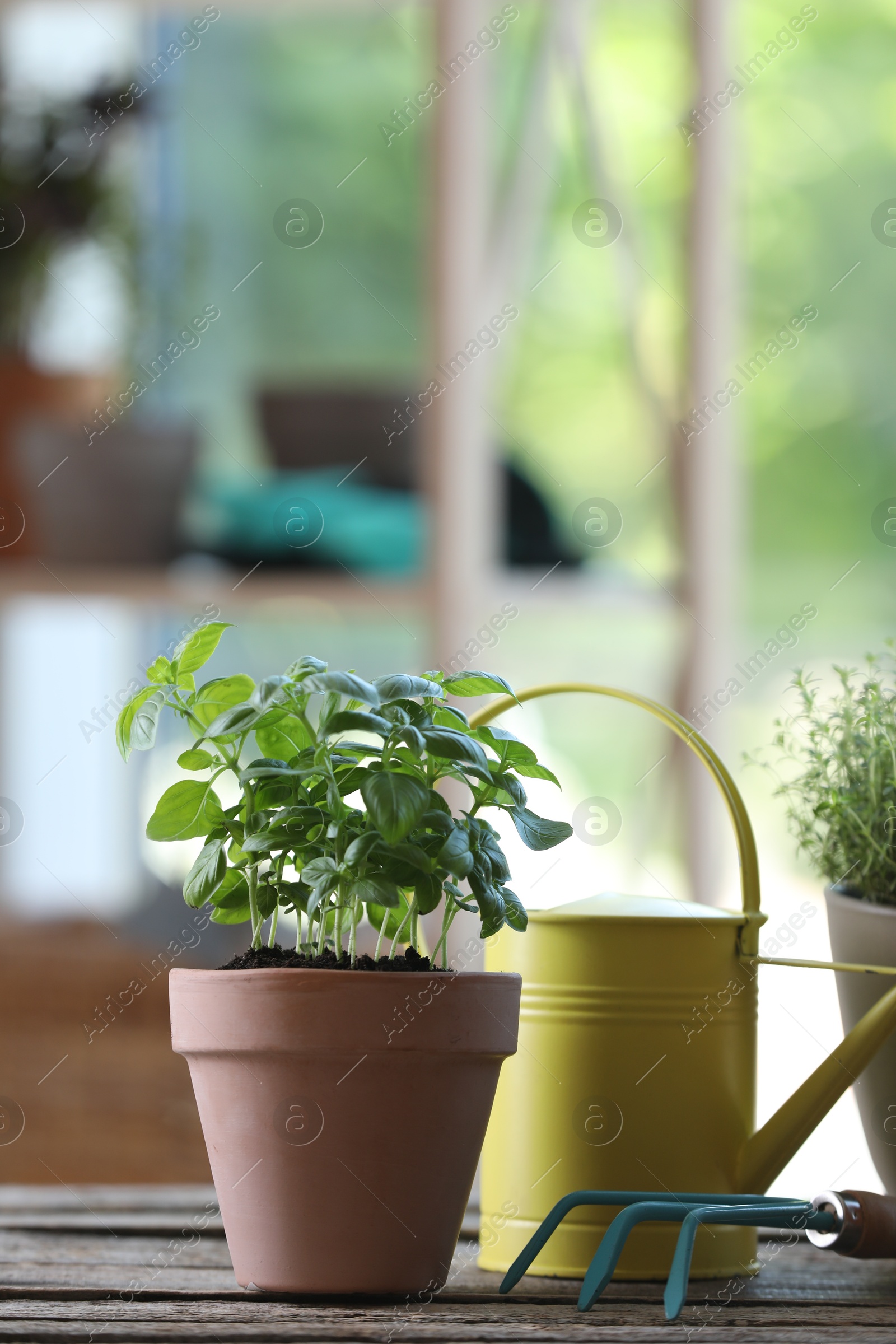 Photo of Basil, rake and watering can on wooden table. Potted herb