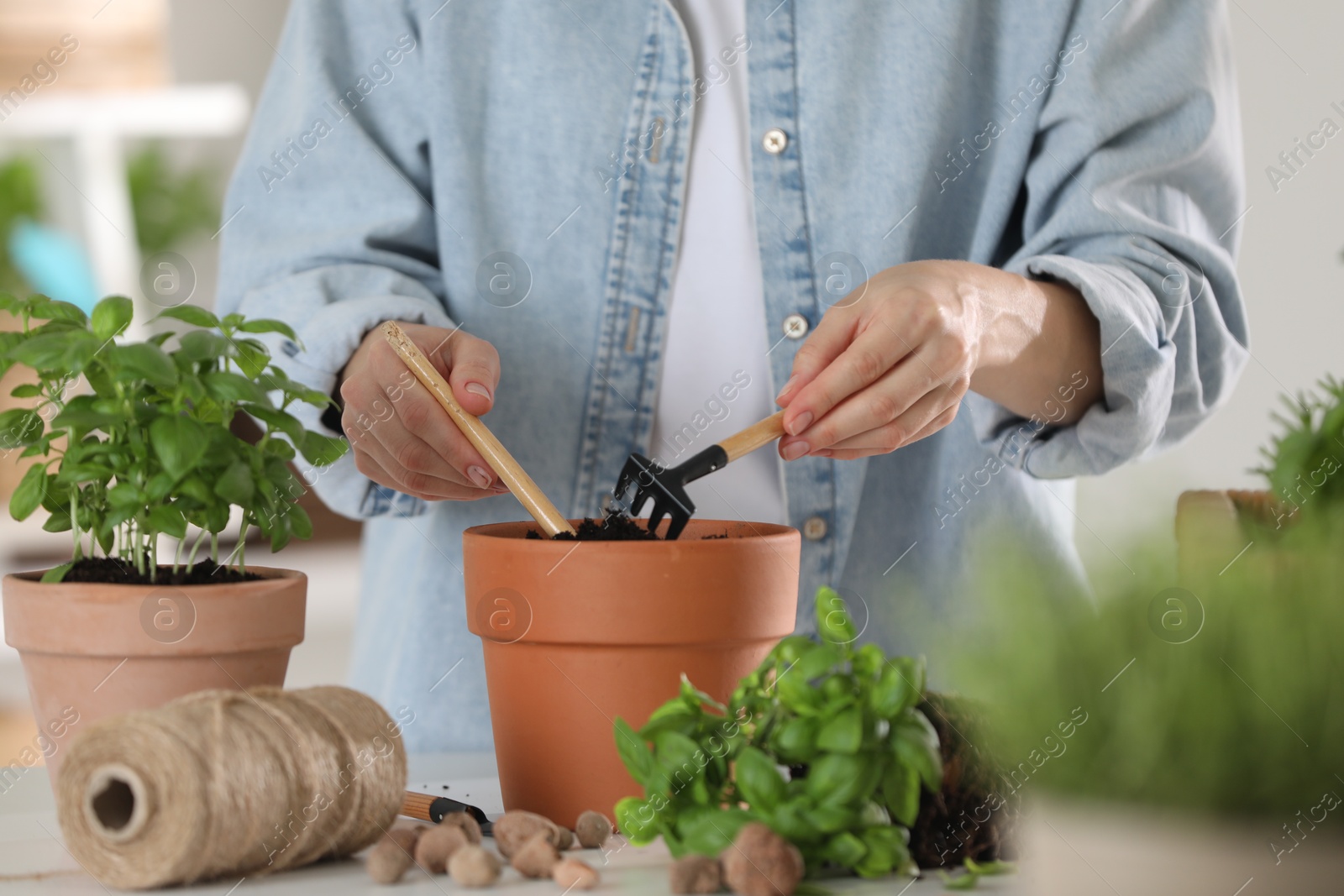 Photo of Transplanting herb. Woman loosening soil in pot at table indoors, closeup