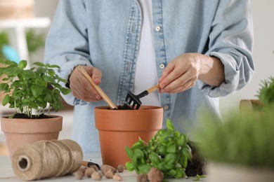 Transplanting herb. Woman loosening soil in pot at table indoors, closeup