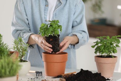 Photo of Woman transplanting herb into pot at table indoors, closeup