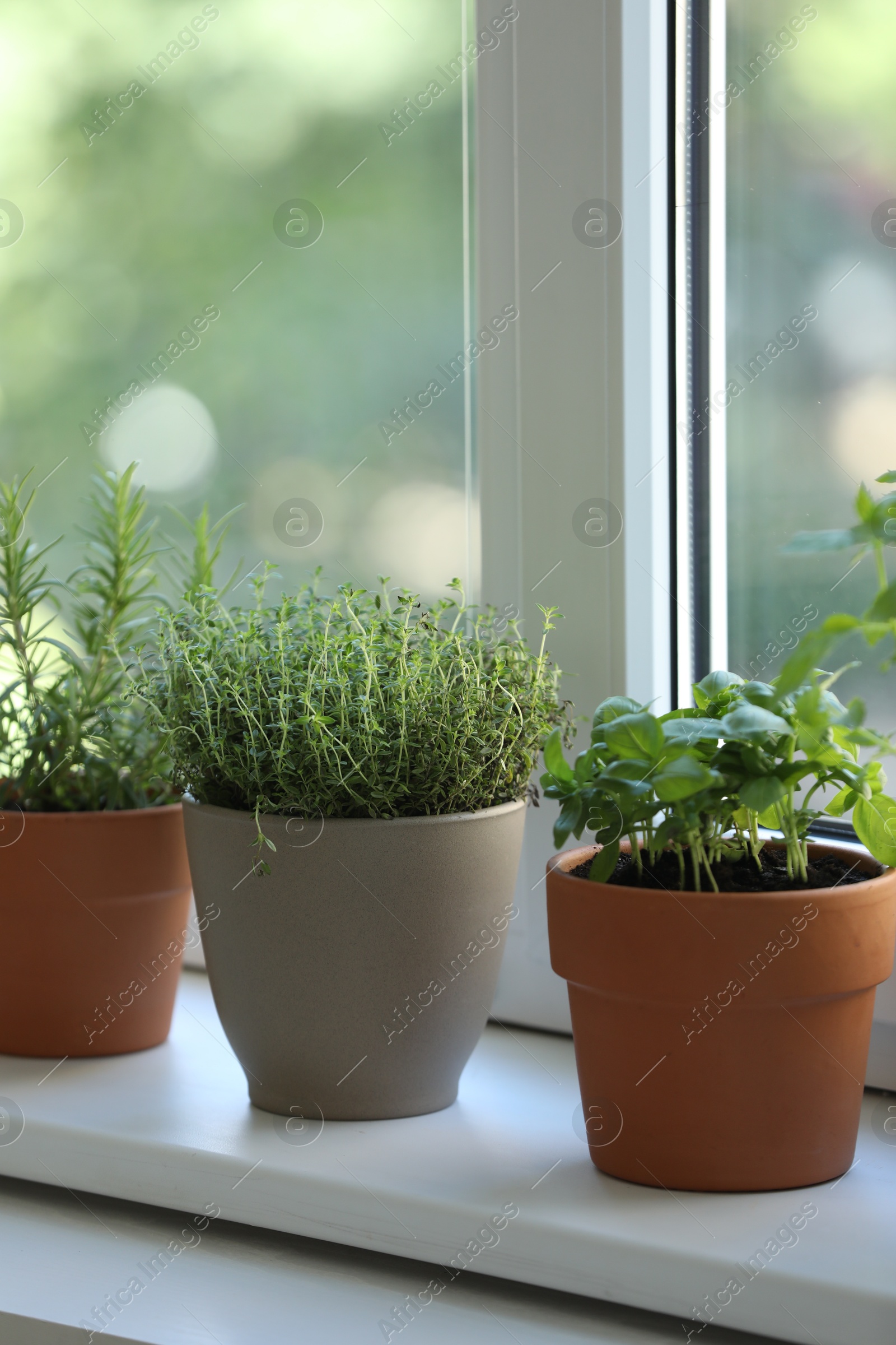 Photo of Different herbs growing in pots on window sill