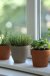 Different herbs growing in pots on window sill