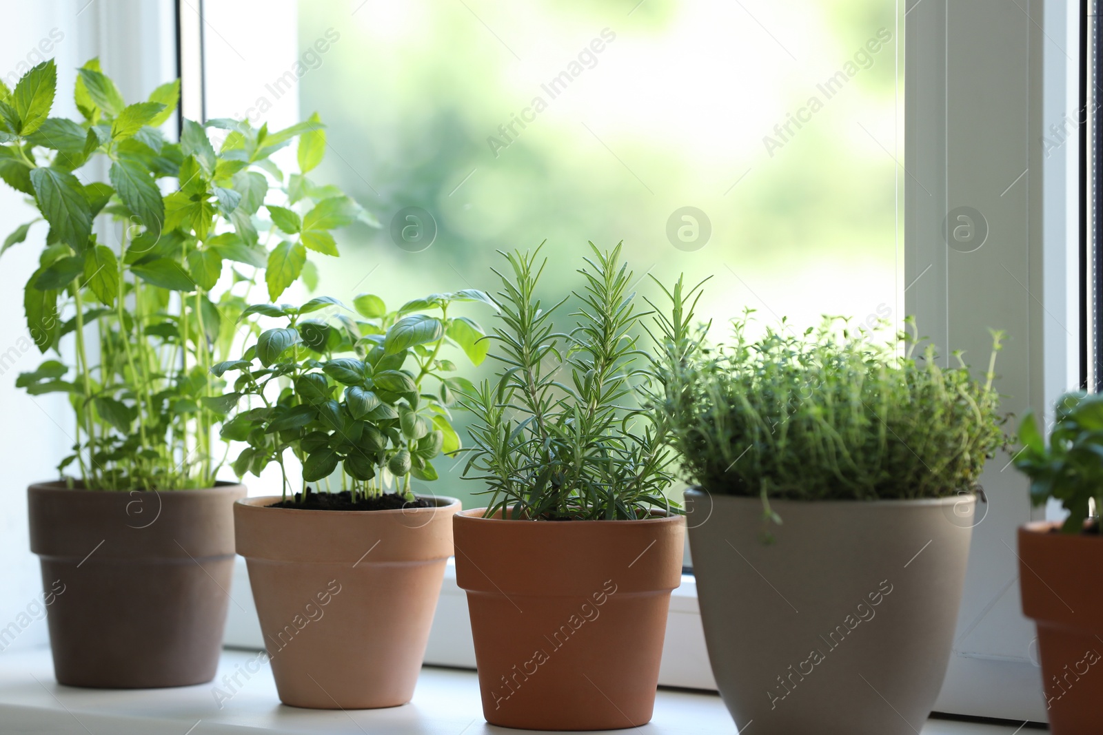 Photo of Different herbs growing in pots on window sill, closeup