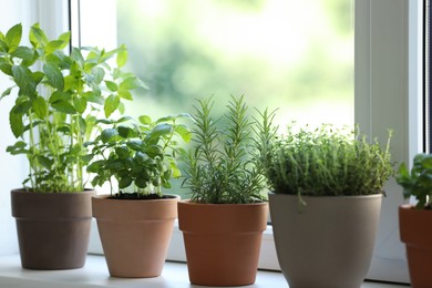 Different herbs growing in pots on window sill, closeup