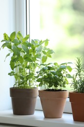 Different herbs growing in pots on window sill