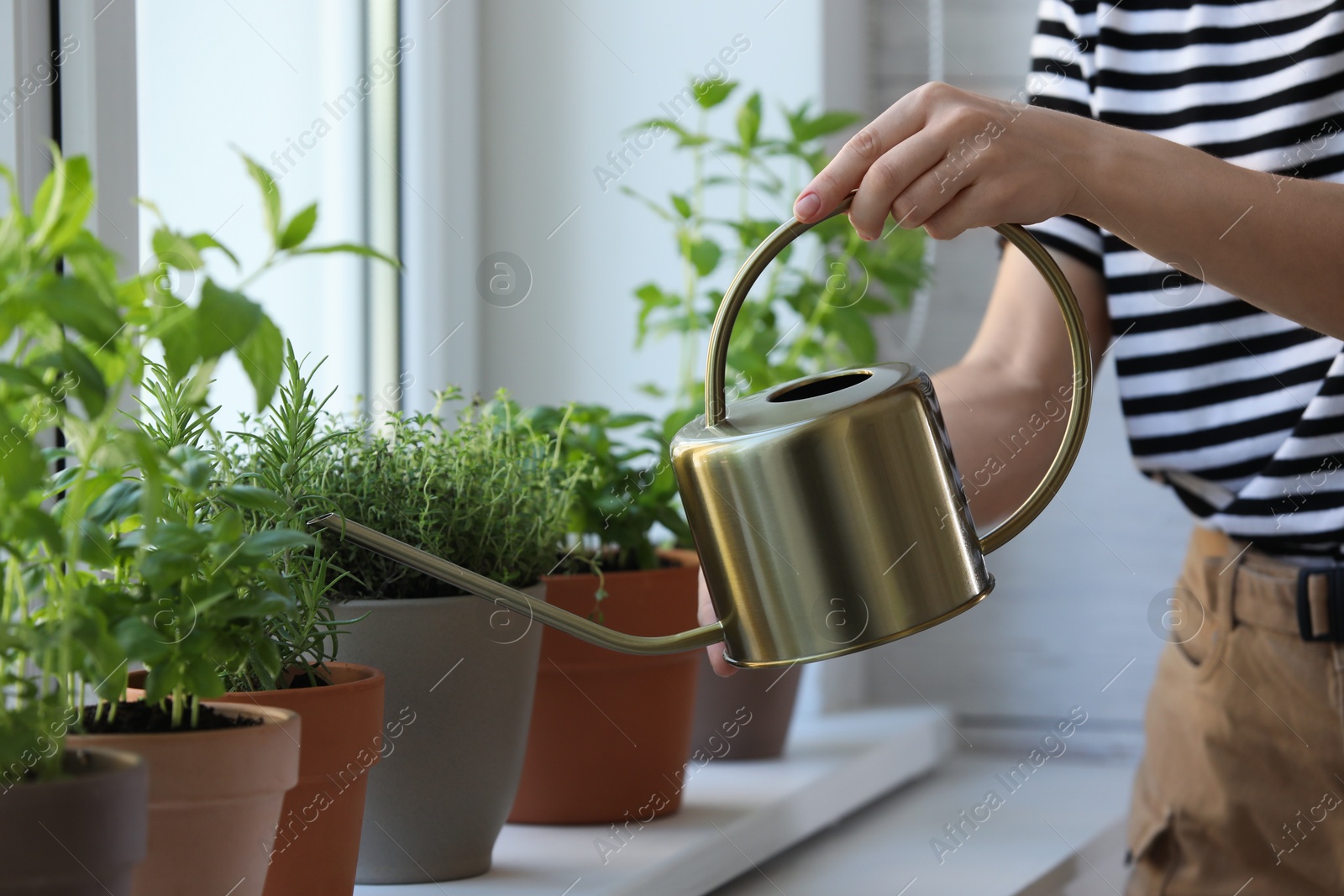 Photo of Woman watering potted herbs at window sill, closeup