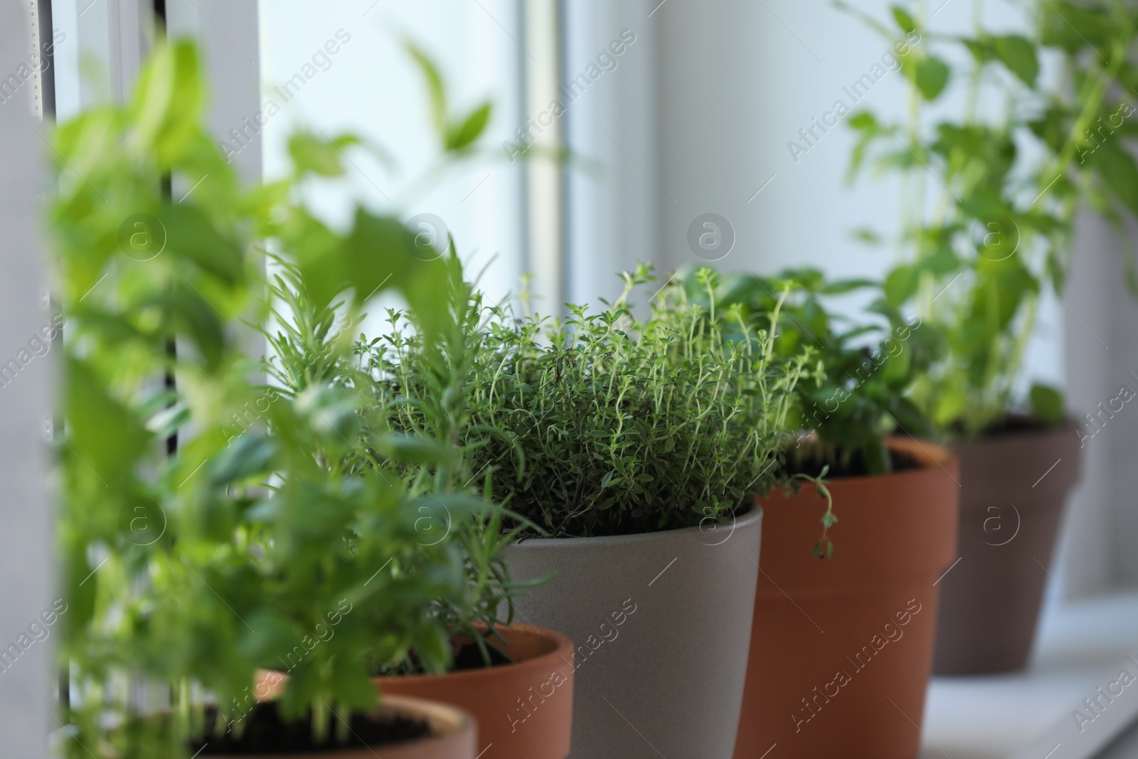 Photo of Different herbs growing in pots on window sill, closeup