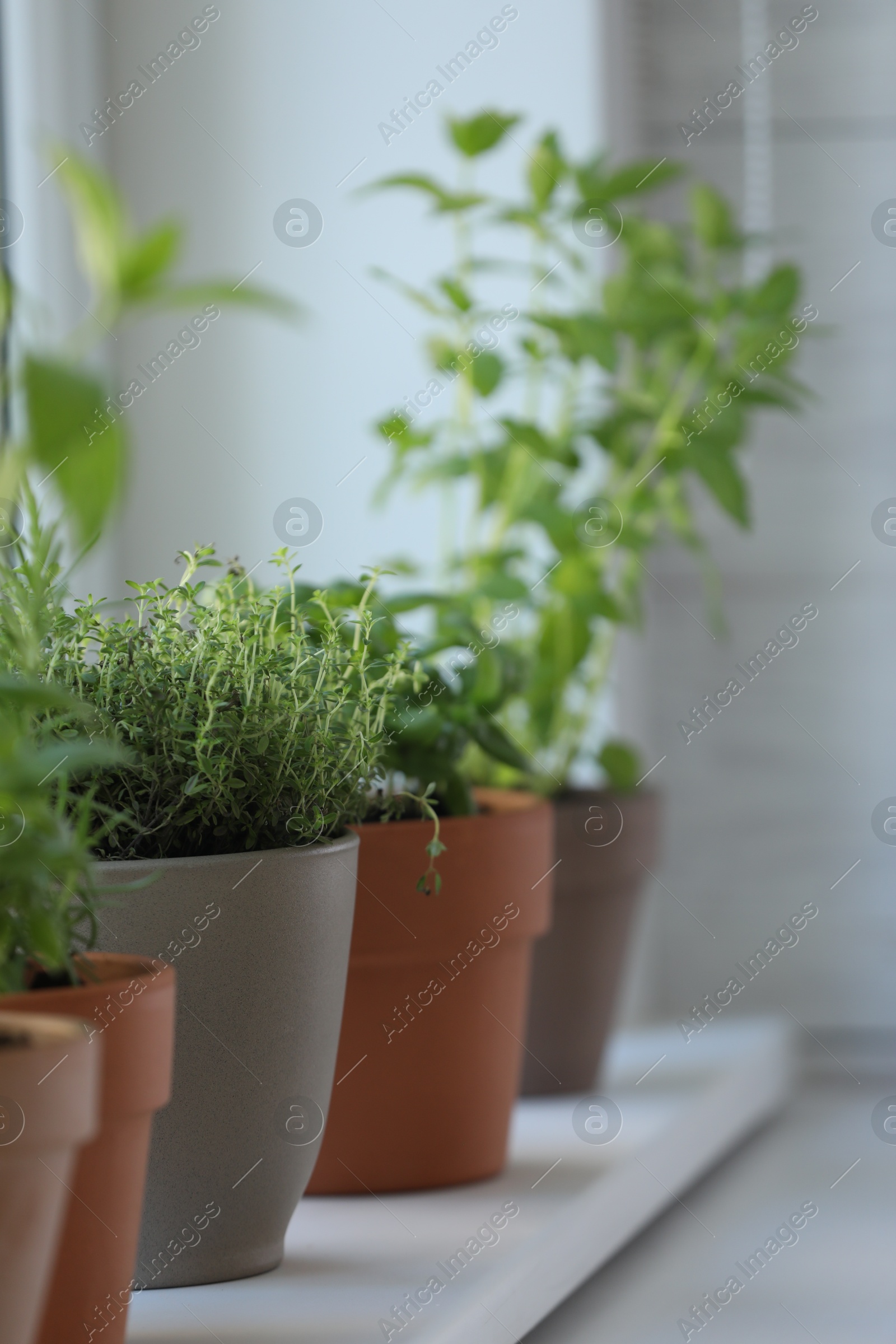 Photo of Different herbs growing in pots on window sill, closeup