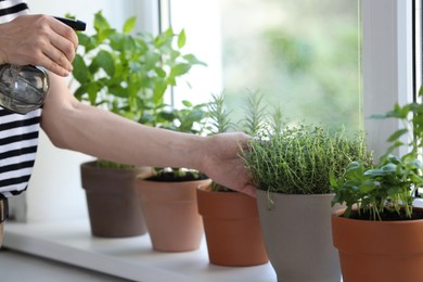 Woman spraying potted herbs at window sill, closeup