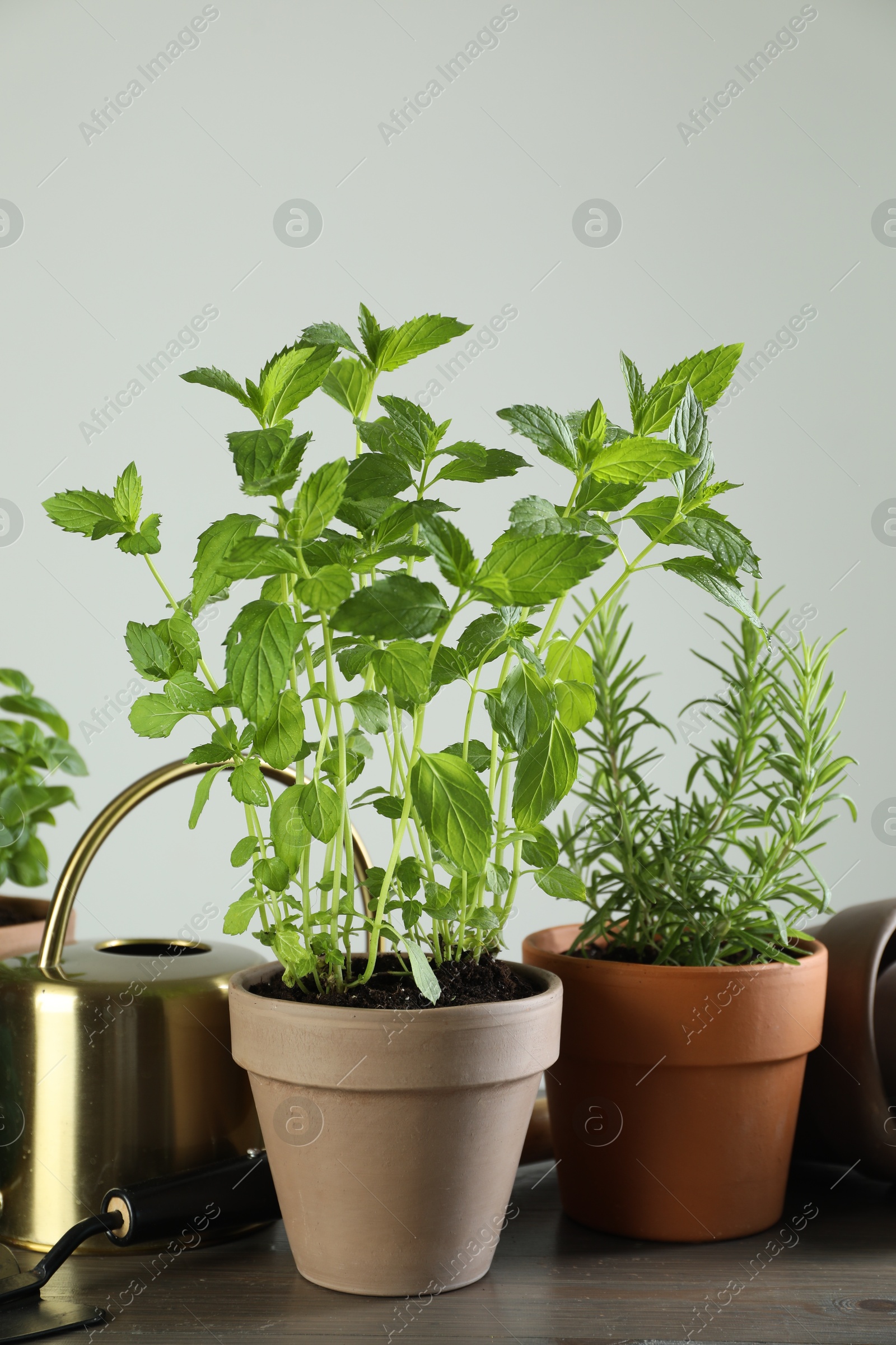 Photo of Herbs growing in pots on wooden table