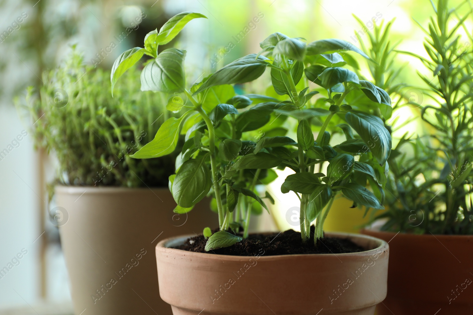 Photo of Different herbs growing in pots on blurred background, closeup