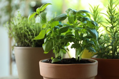 Photo of Different herbs growing in pots on blurred background, closeup