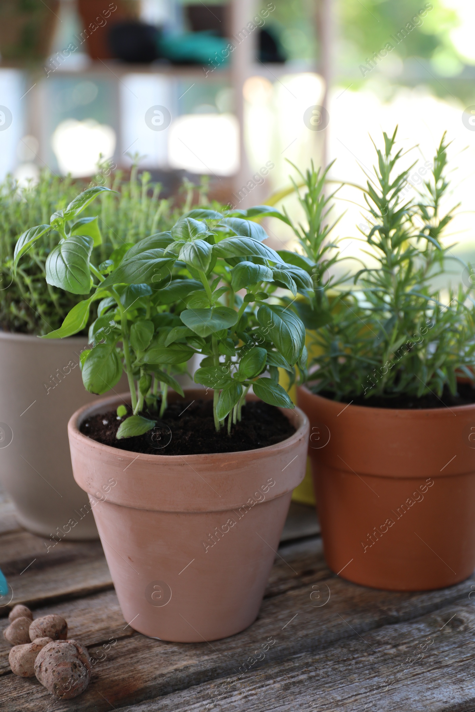 Photo of Different herbs growing in pots on wooden table, closeup