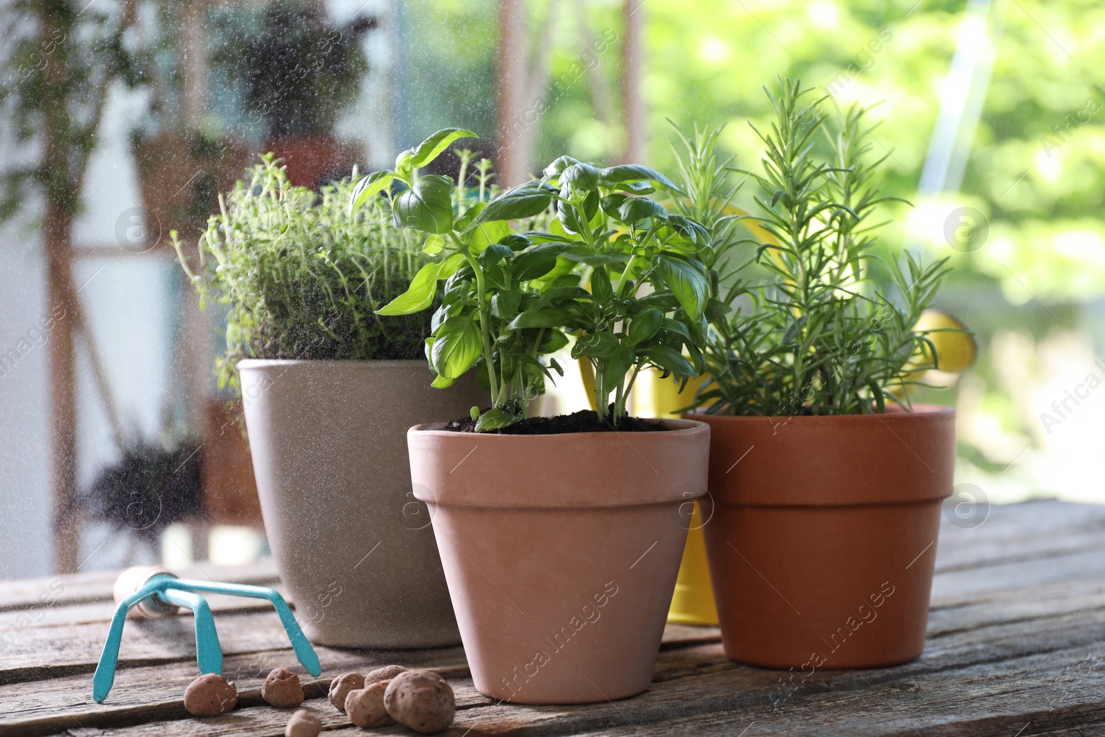 Photo of Spraying different herbs in pots on wooden table