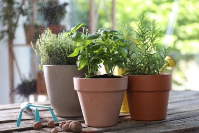 Spraying different herbs in pots on wooden table