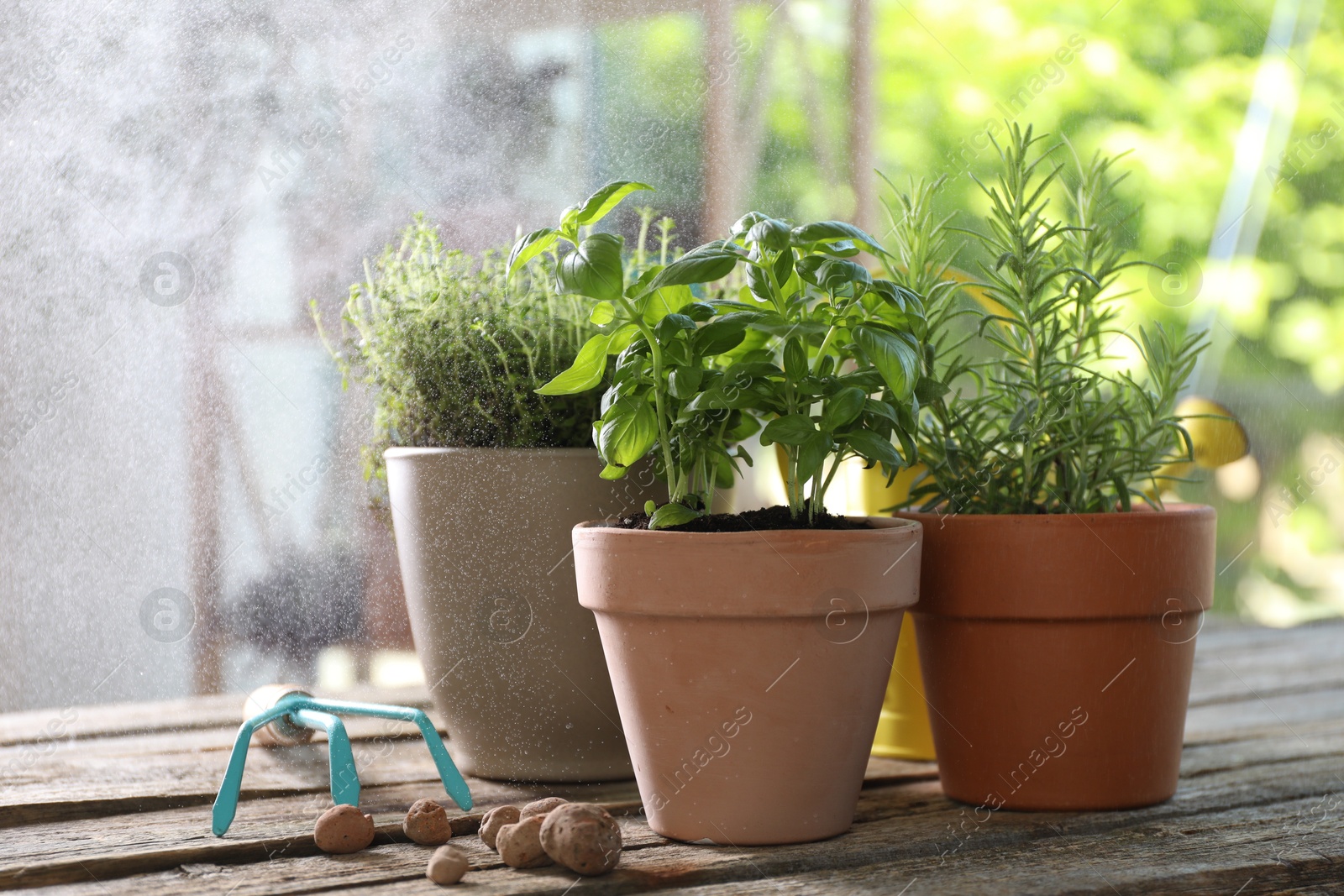 Photo of Spraying different herbs in pots on wooden table