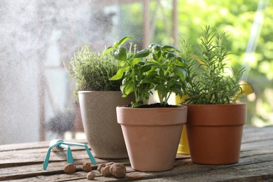 Photo of Spraying different herbs in pots on wooden table