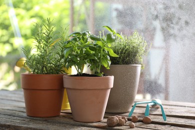 Spraying different herbs in pots on wooden table