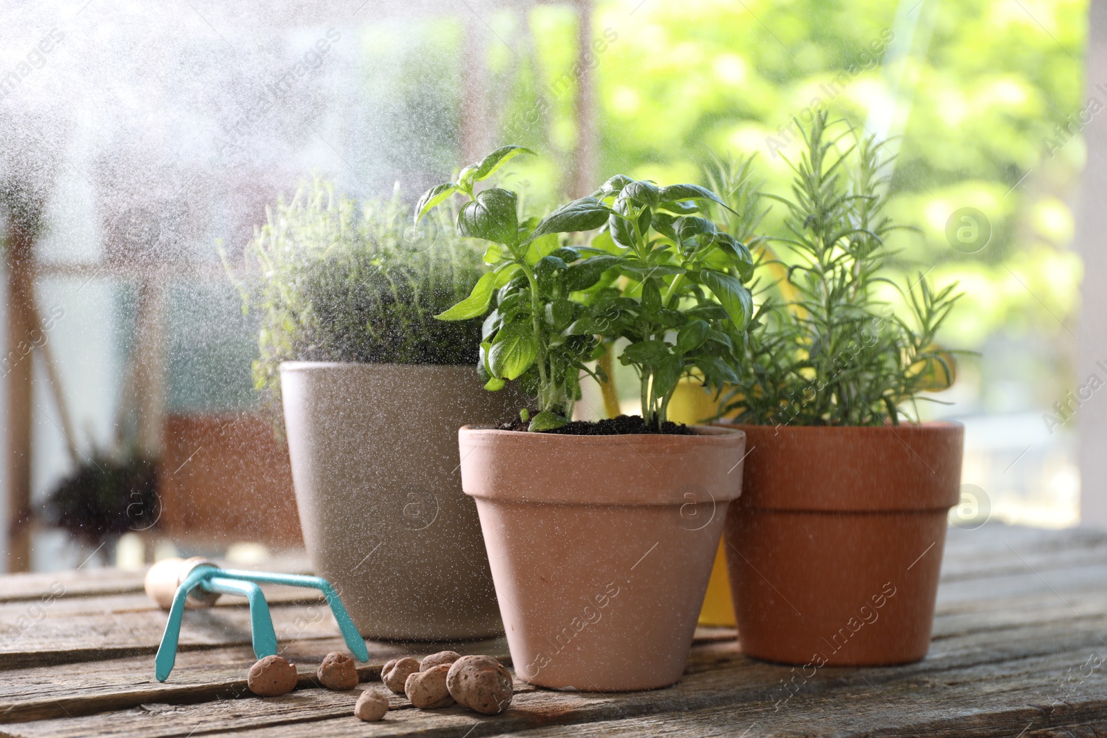 Photo of Spraying different herbs in pots on wooden table