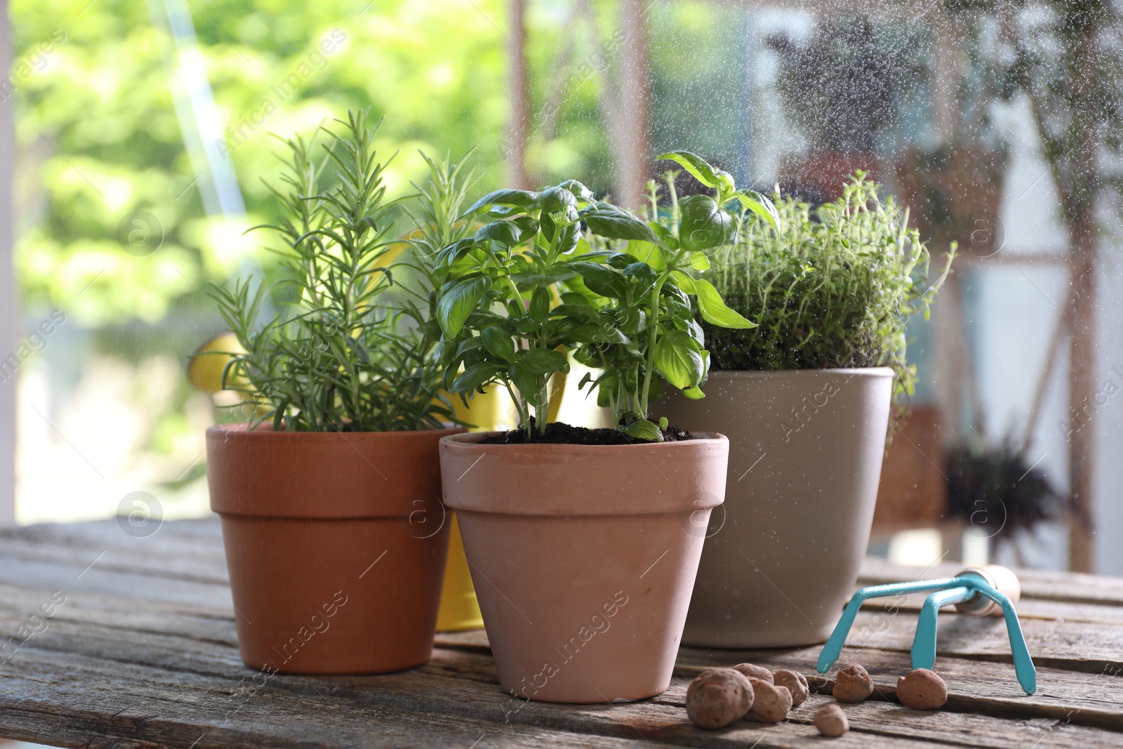 Photo of Spraying different herbs in pots on wooden table