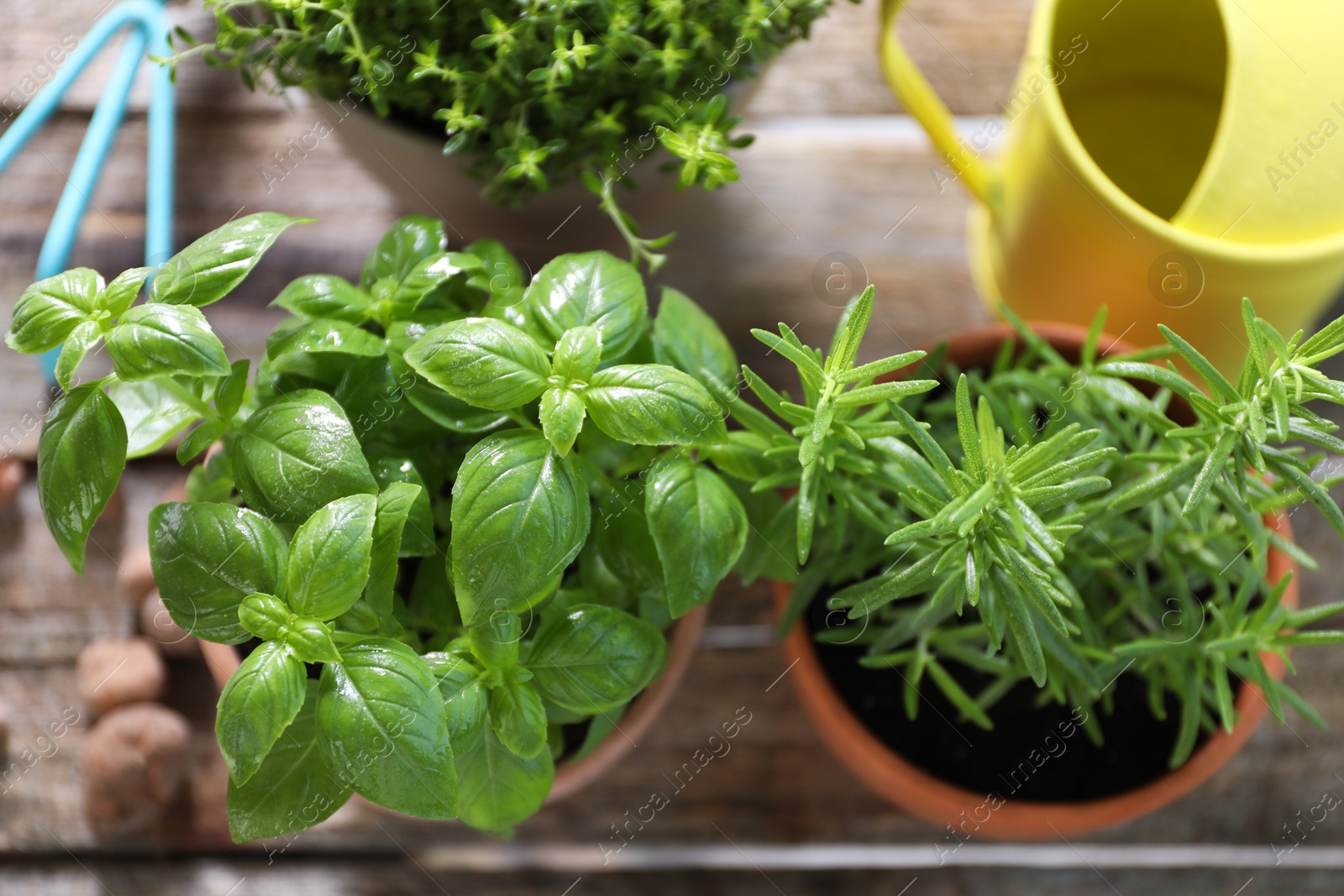 Photo of Different herbs growing in pots on wooden table, above view