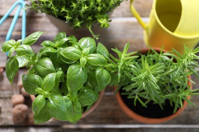 Photo of Different herbs growing in pots on wooden table, above view