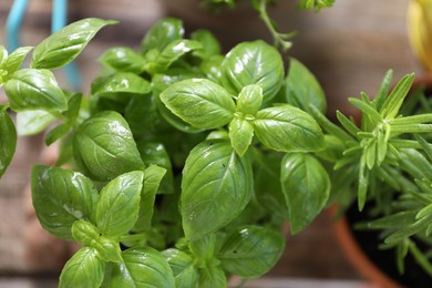 Basil and rosemary on blurred background, closeup. Potted herbs