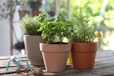 Photo of Spraying different herbs in pots on wooden table