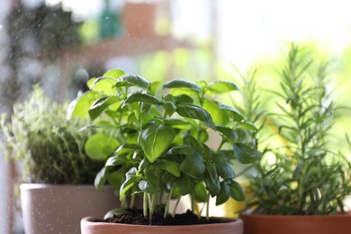 Spraying different herbs in pots on blurred background, closeup