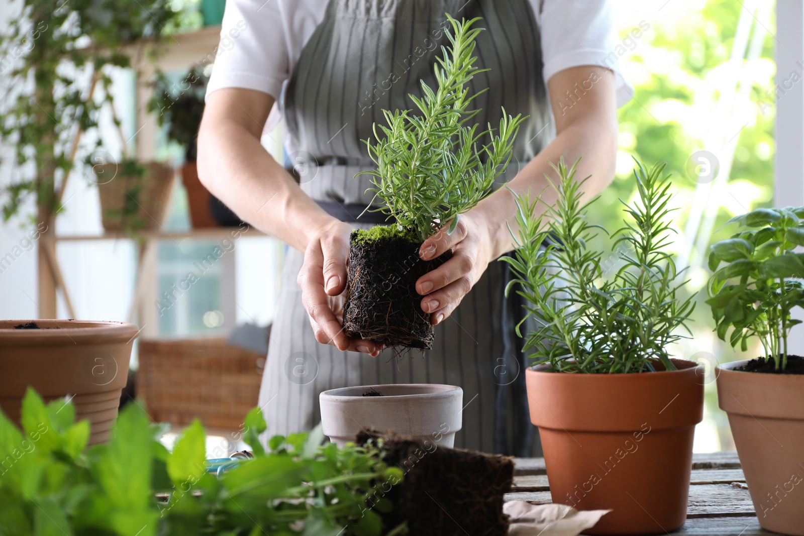 Photo of Woman transplanting herb into pot at table, closeup