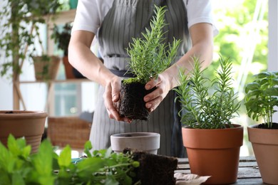 Woman transplanting herb into pot at table, closeup