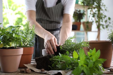 Woman transplanting different herbs at table, closeup