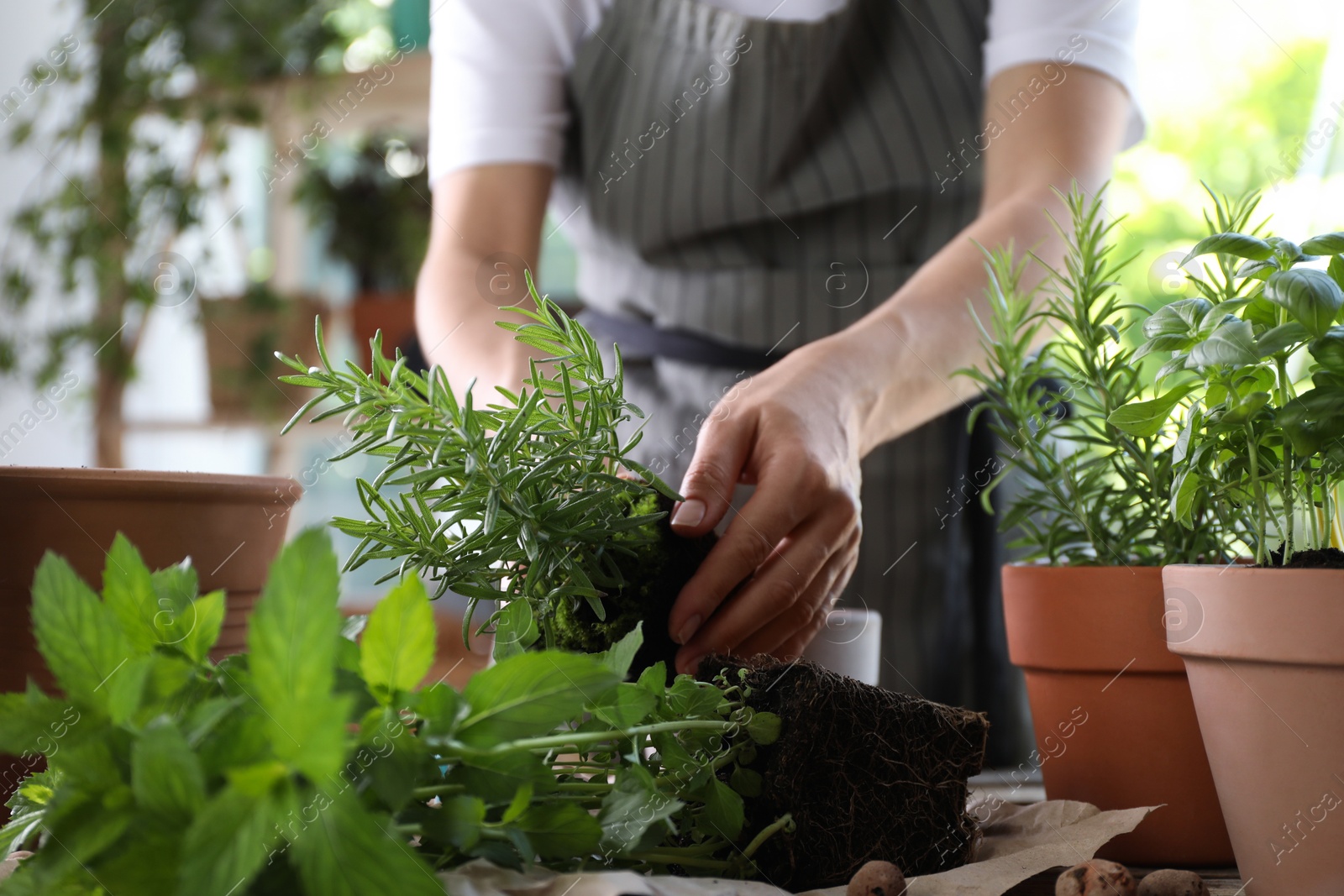 Photo of Woman transplanting different herbs at table, closeup