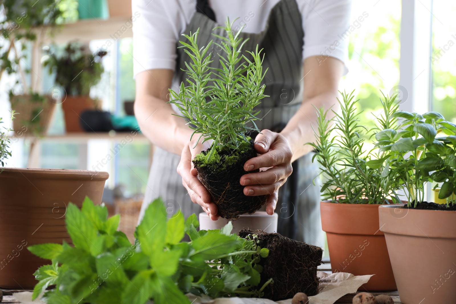 Photo of Woman transplanting herb into pot at table, closeup