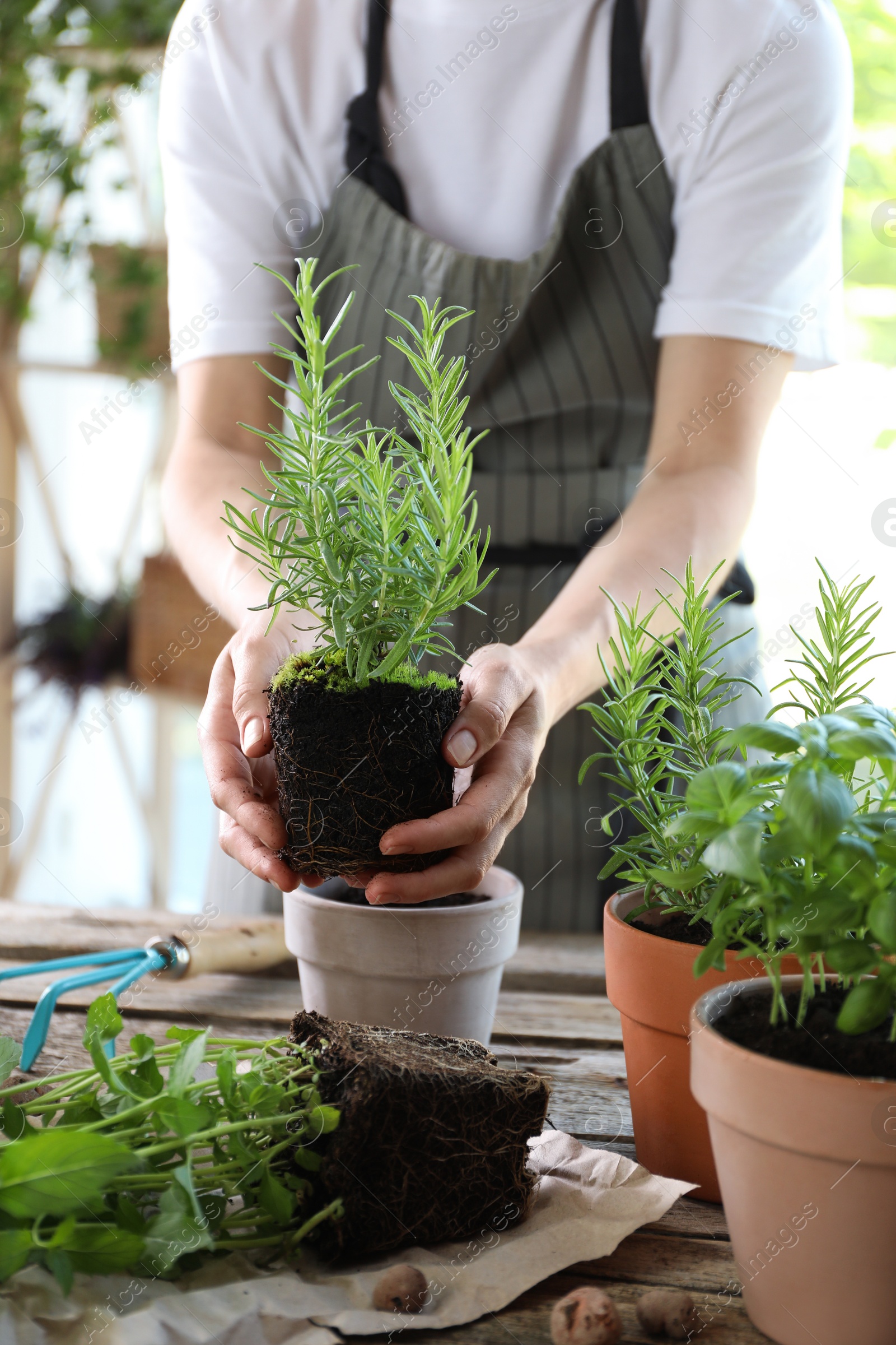 Photo of Woman transplanting herb into pot at table, closeup