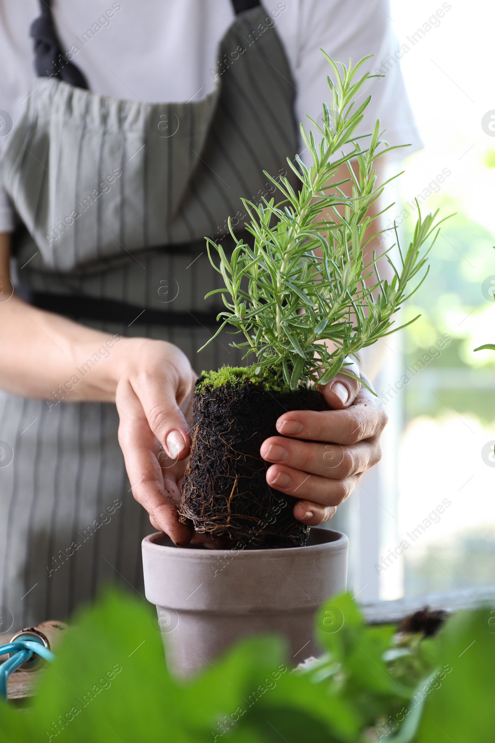 Photo of Woman transplanting herb into pot at table, closeup