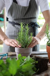 Photo of Woman transplanting herb into pot at table, closeup