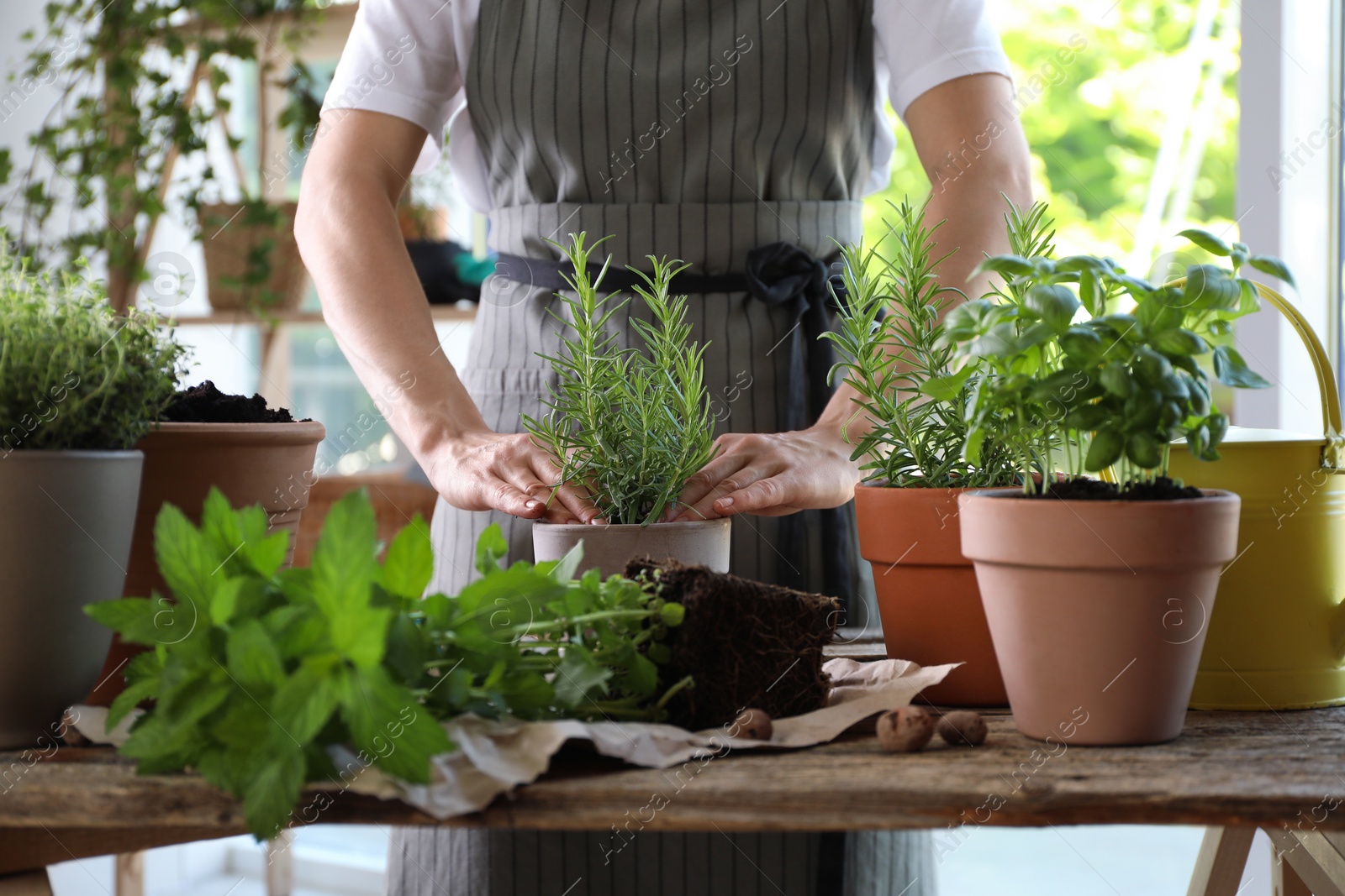 Photo of Woman transplanting herb into pot at table, closeup