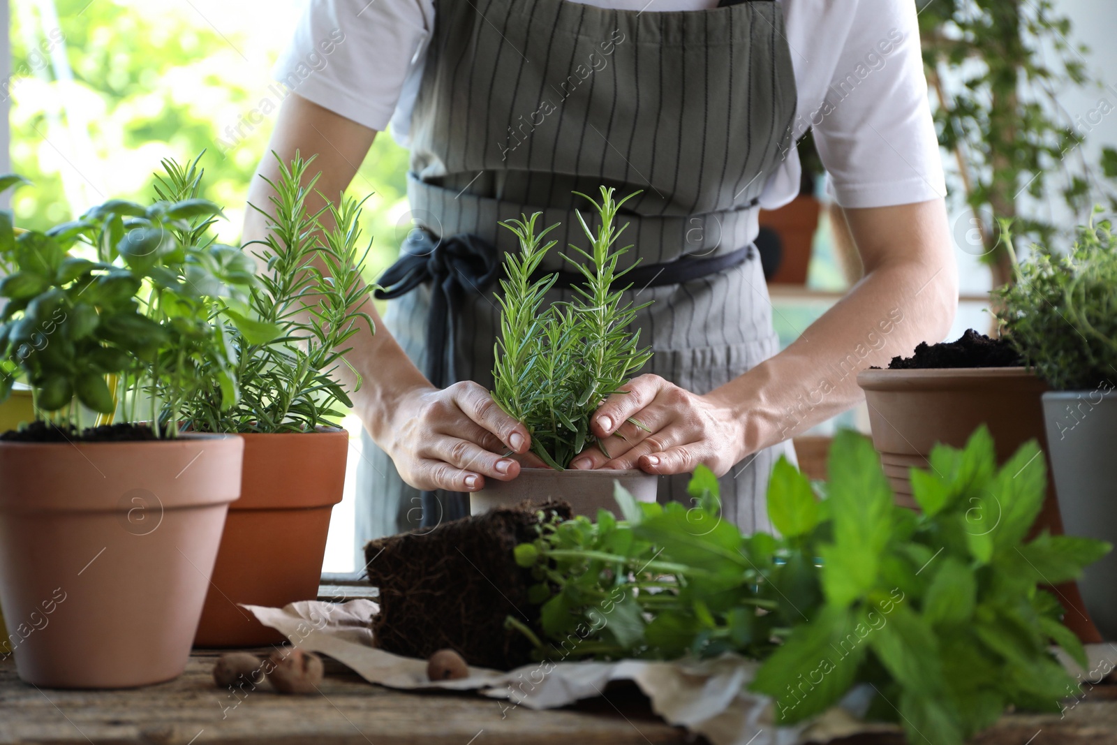 Photo of Woman transplanting herb into pot at table, closeup