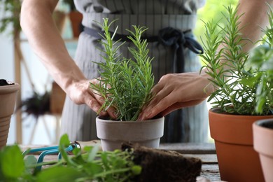 Woman transplanting herb into pot at table, closeup