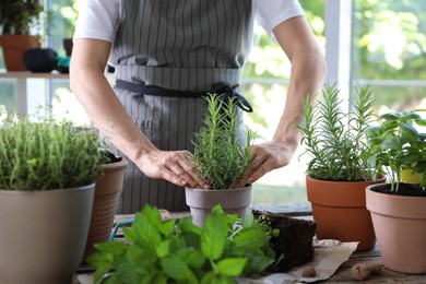 Woman transplanting herb into pot at table, closeup