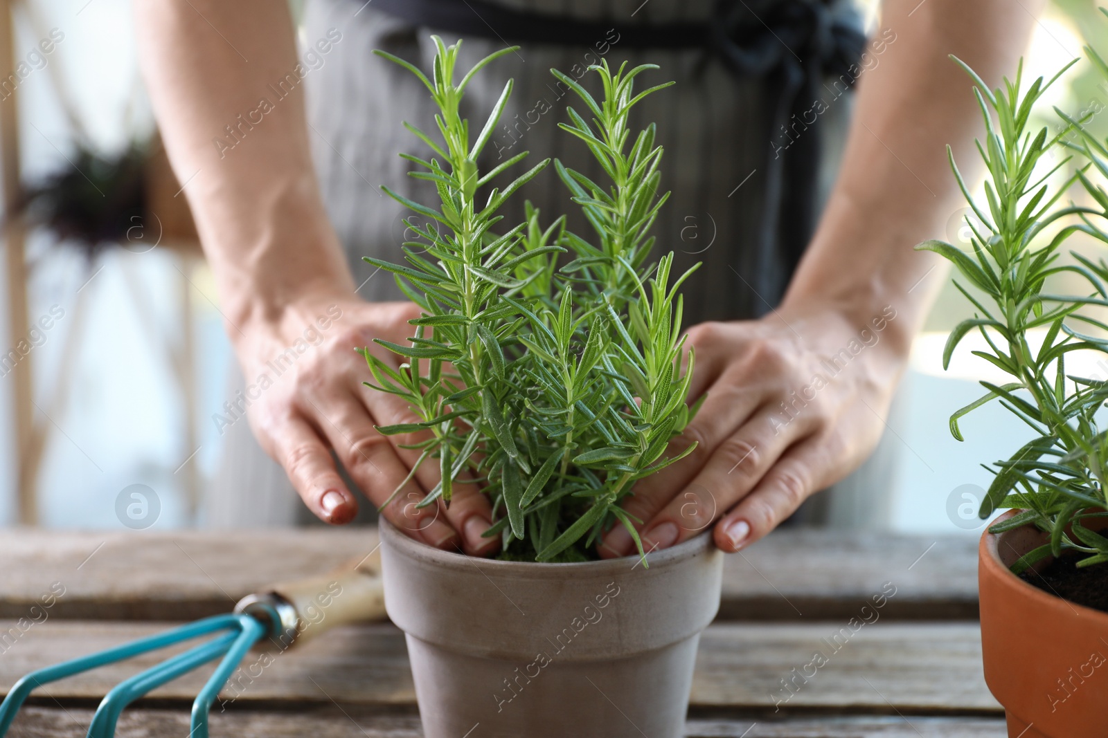 Photo of Woman transplanting herb into pot at table, closeup