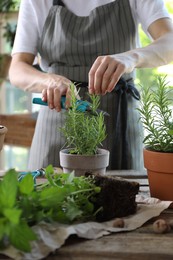 Woman pruning rosemary with secateurs at table among other potted herbs, closeup