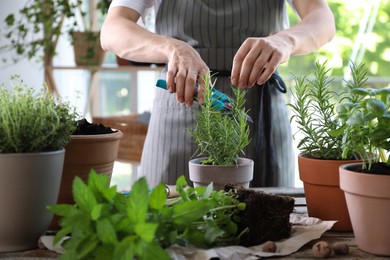 Photo of Woman pruning rosemary with secateurs at table among other potted herbs, closeup