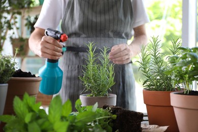 Woman spraying rosemary at table among other potted herbs, closeup